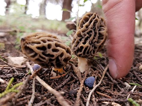 Mycophiles expect “bumper year” for mushrooms thanks to rain on the Front Range